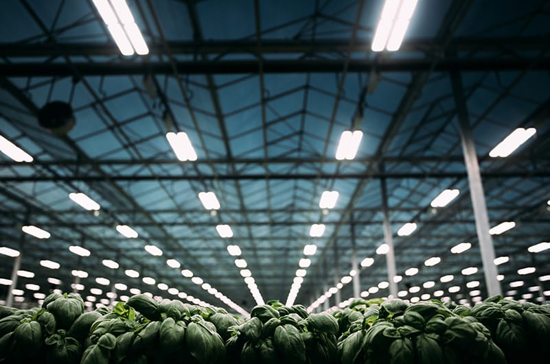 improved photosynthetic efficiency with Heliospectra LED grow lights for Biora